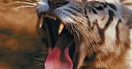 Niecodzienny pomysł ogrodu zoologicznego na biznes