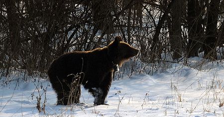 Dla Przemisi zbierają jabłka, marchew, miód i pieniądze