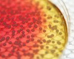 Biochemiczne komputery coraz bliżej