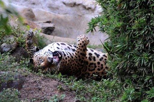 Naukowcy wabią jaguary markowymi perfumami