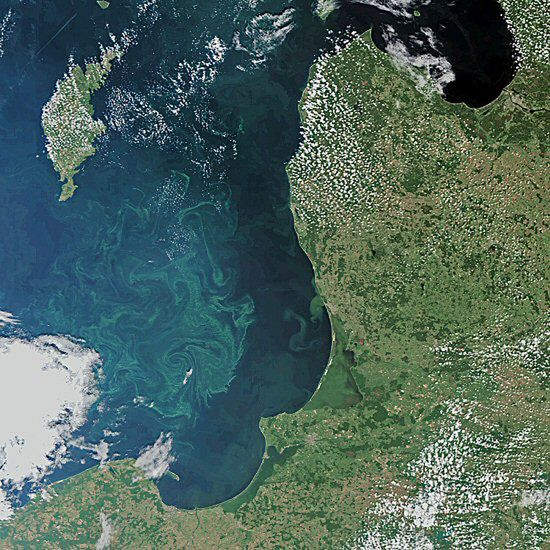 Po Bałtyku dryfują groźne glony wielkości Niemiec