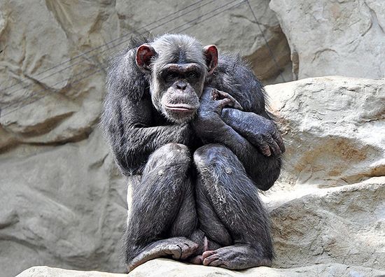 Co różni człowieka od szympansa?