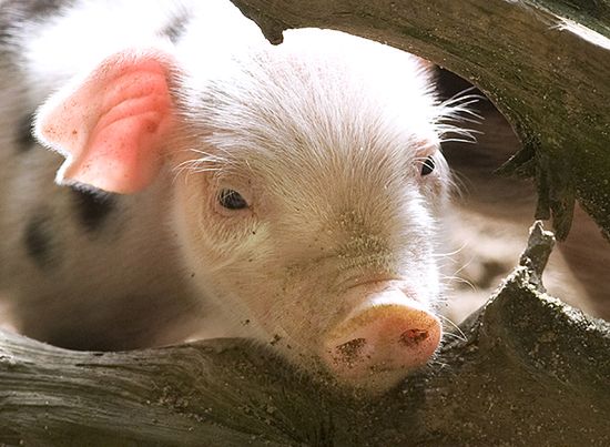 Polscy naukowcy hodują świnię-dawcę organów