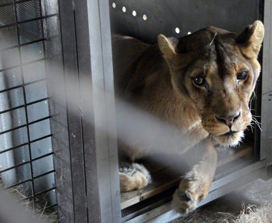 65 zwierząt padło w zoo z powodu silnych mrozów