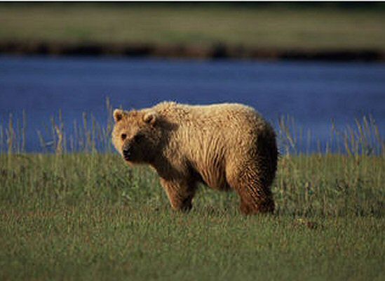 Włośnica u 26 Rosjan po tym, jak zjedli niedźwiedzia