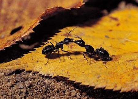 Mrówki atakują Houston