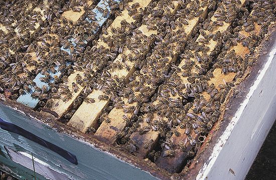 Miliony pszczół wydostały się z przewróconej ciężarówki