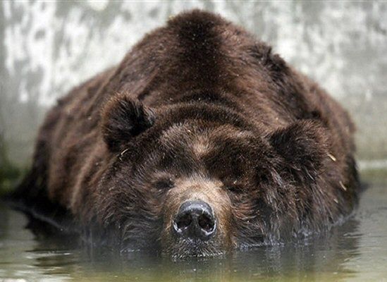 Tragedia w lesie: niedźwiedź zabił dwóch mężczyzn