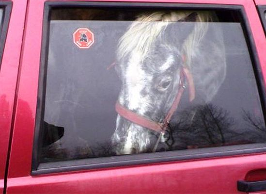 120-kilogramowy koń na tylnym siedzeniu Fiata Uno