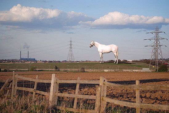 Biały koń z Kentu będzie wyższy niż Statua Wolności