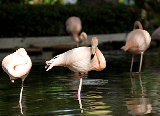 Już wiemy, dlaczego flamingi stoją na jednej nodze