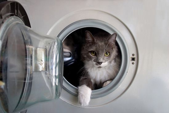 Mało brakowało, by kot ugotował się w pralce