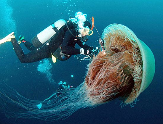 Gigantyczne meduzy przejmują kontrolę