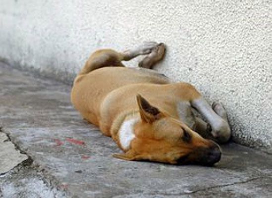 Śmierć tysięcy psów w Moskwie