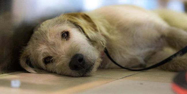 Niezwykła historia bezpańskiego psa, który znalazł swój dom