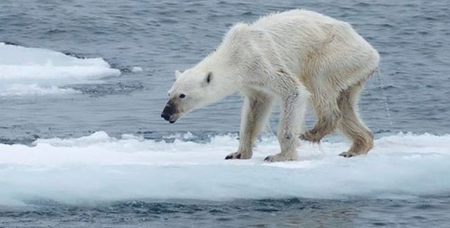 Szokujące zdjęcie niedźwiedzia polarnego