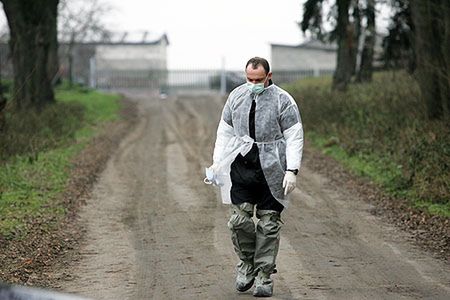 Nie ma kolejnego ogniska wirusa H5N1 w Polsce
