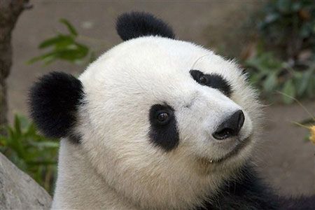 Panda z San Diego po raz czwarty zostanie mamą