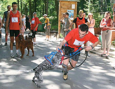 Mistrzostwa Łodzi w bieganiu… z psem