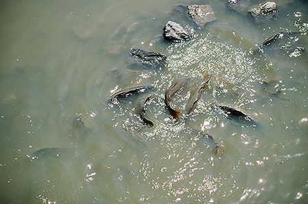 Ryby nie chcą zdechnąć mimo zanieczyszczonych wód