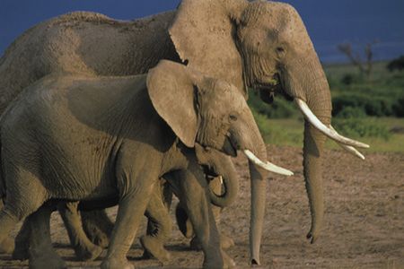 Stado słoni zaatakowało wieś