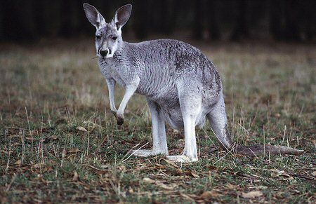 400 kangurów do odstrzału