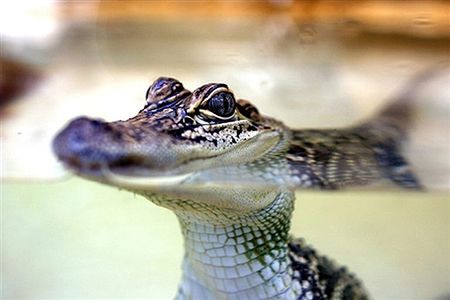 Krokodyl grasuje po Polsce