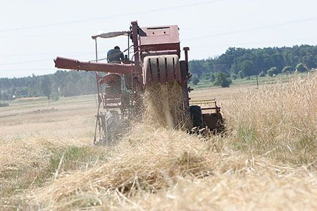 Słońce ostro pali, rolnicy liczą straty