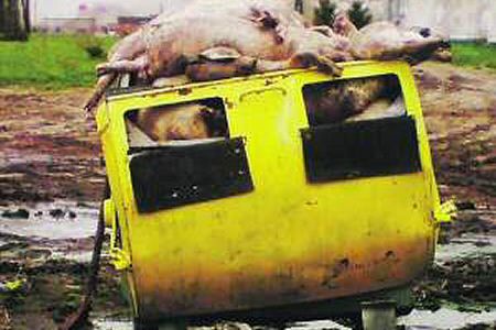 33 martwe świnie leżały ponad tydzień w kontenerze