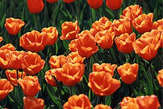 Wiosna... bratki i tulipany giną z miejskich klombów