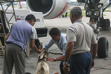 Linie lotnicze poświęciły kozy bóstwu, by uniknąć awarii