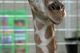 W opolskim zoo przyszła na świat żyrafa
