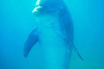 Dwa delfiny pływają w Zatoce Gdańskiej