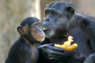 Dzieciobójstwo wśród samic szympansów