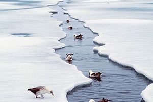 Lód w Arktyce coraz bardziej topnieje