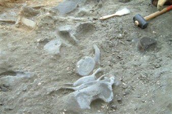 Wieloryb skamieniał we włoskiej winnicy
