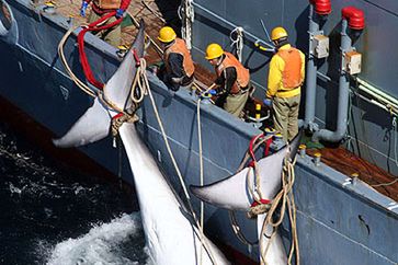 Greenpeace ratuje wieloryby