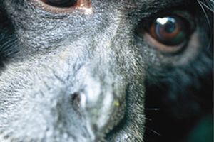 Szympansy, jak my, potrafią współczuć