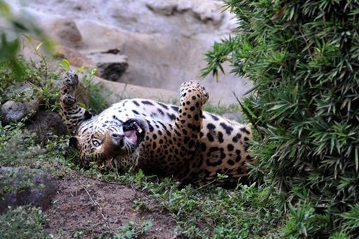 Naukowcy wabią jaguary markowymi perfumami