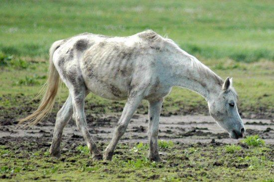 Wygłodzone, bez wody, w bagnie - zostawione na śmierć