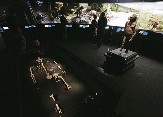 Australopiteki chodziły wyprostowane, są dowody
