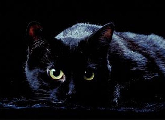 Powstał Ruch Obrony Czarnych Kotów