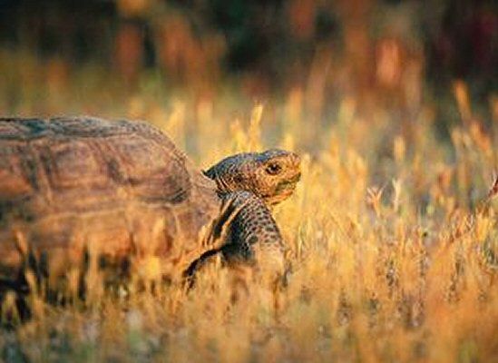 Żądny przygód żółw przez 2 tygodnie zwiedził 3 miasta