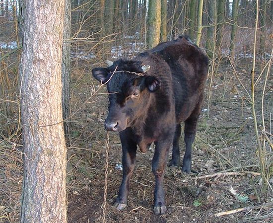 Ukradli byczka, a ten się srogo zemścił