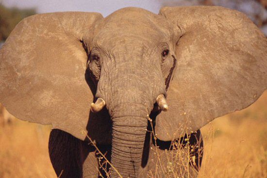 Amerykańscy naukowcy: możemy wyhodować mamuta