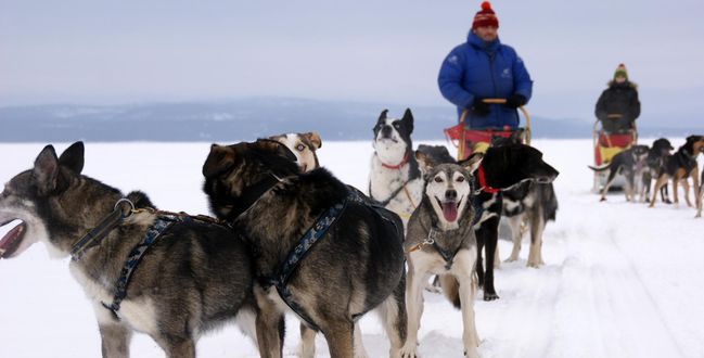 Polacy i husky podbiją Arktykę