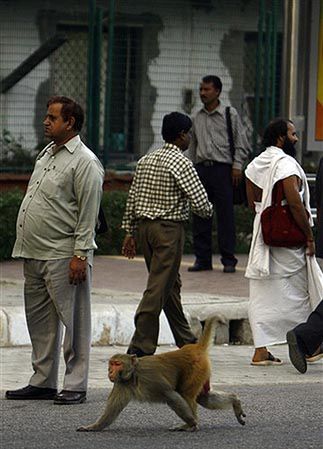 20 tys. małp bezkarnie wędruje po stolicy Indii