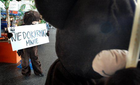 Misie protestują: przestańcie nas dokarmiać!