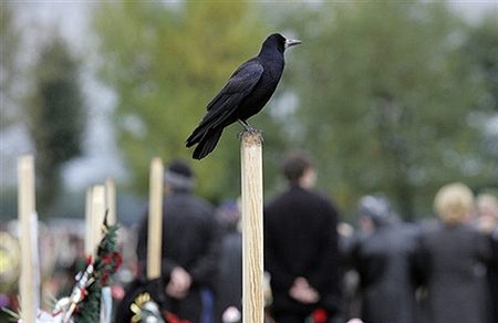 Kruki bezkarnie sieją spustoszenie