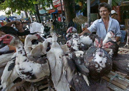 Wykryto nowy, groźny szczep wirusa ptasiej grypy H5N1